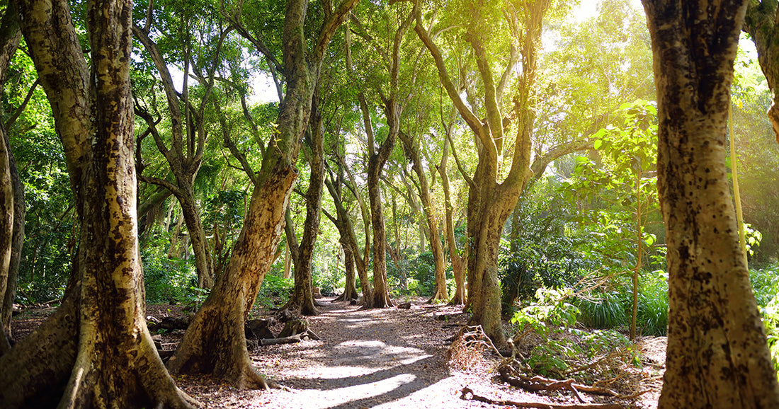 The Benefits Of Using Our Pathway Stabilizers For Your Site Part 2