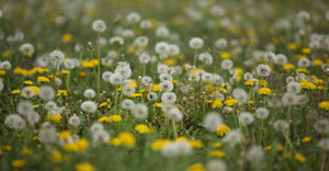 Field of dandelions and yellow flowers