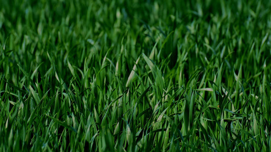 Bender Board For Different Grasses