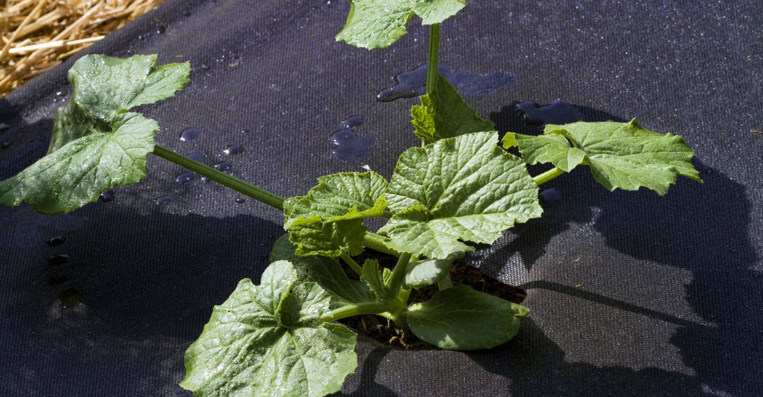 weed barrier for a garden