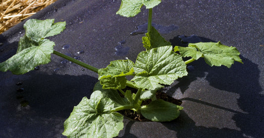 weed barrier for a garden