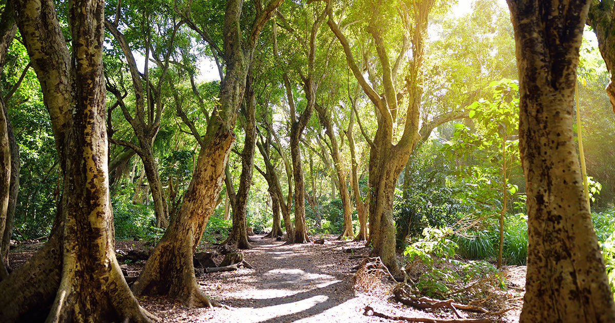 The Benefits Of Using Our Pathway Stabilizers For Your Site Part 2