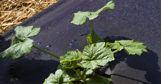 Ways to Enhance Your Landscaping Project Using Howell Pathways Weed Barrier