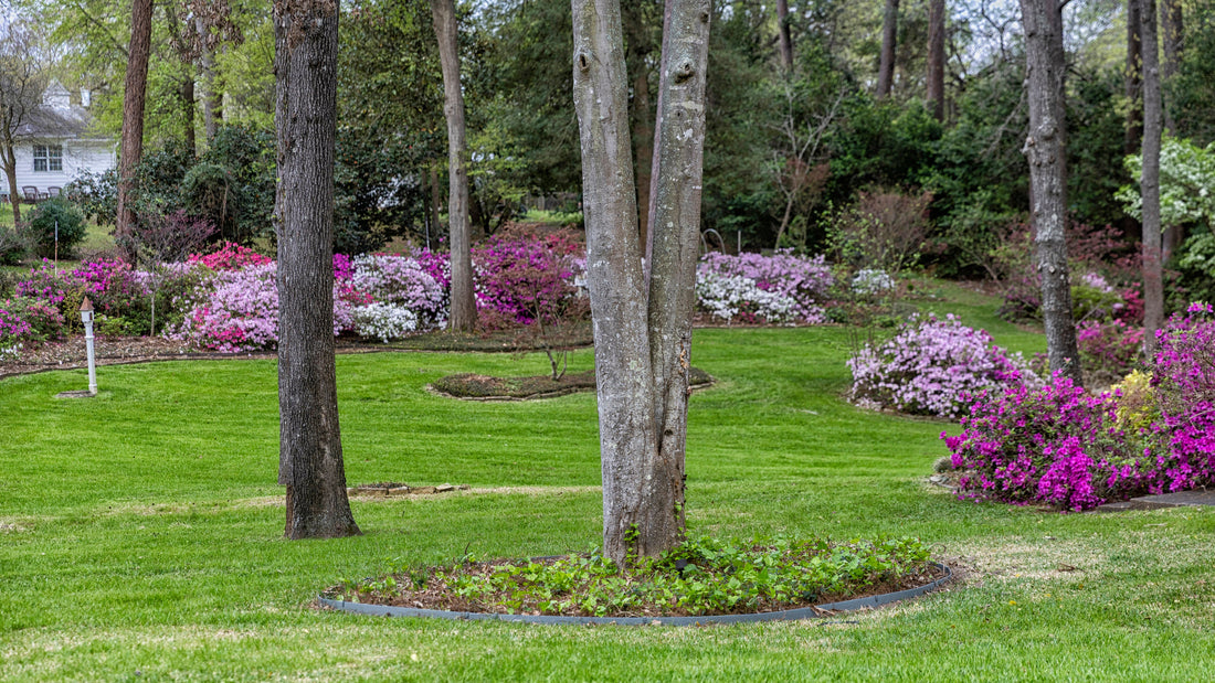 Tree Wells