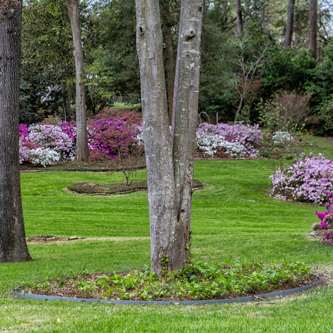 <strong>Tree Wells & Raised Paths</strong>